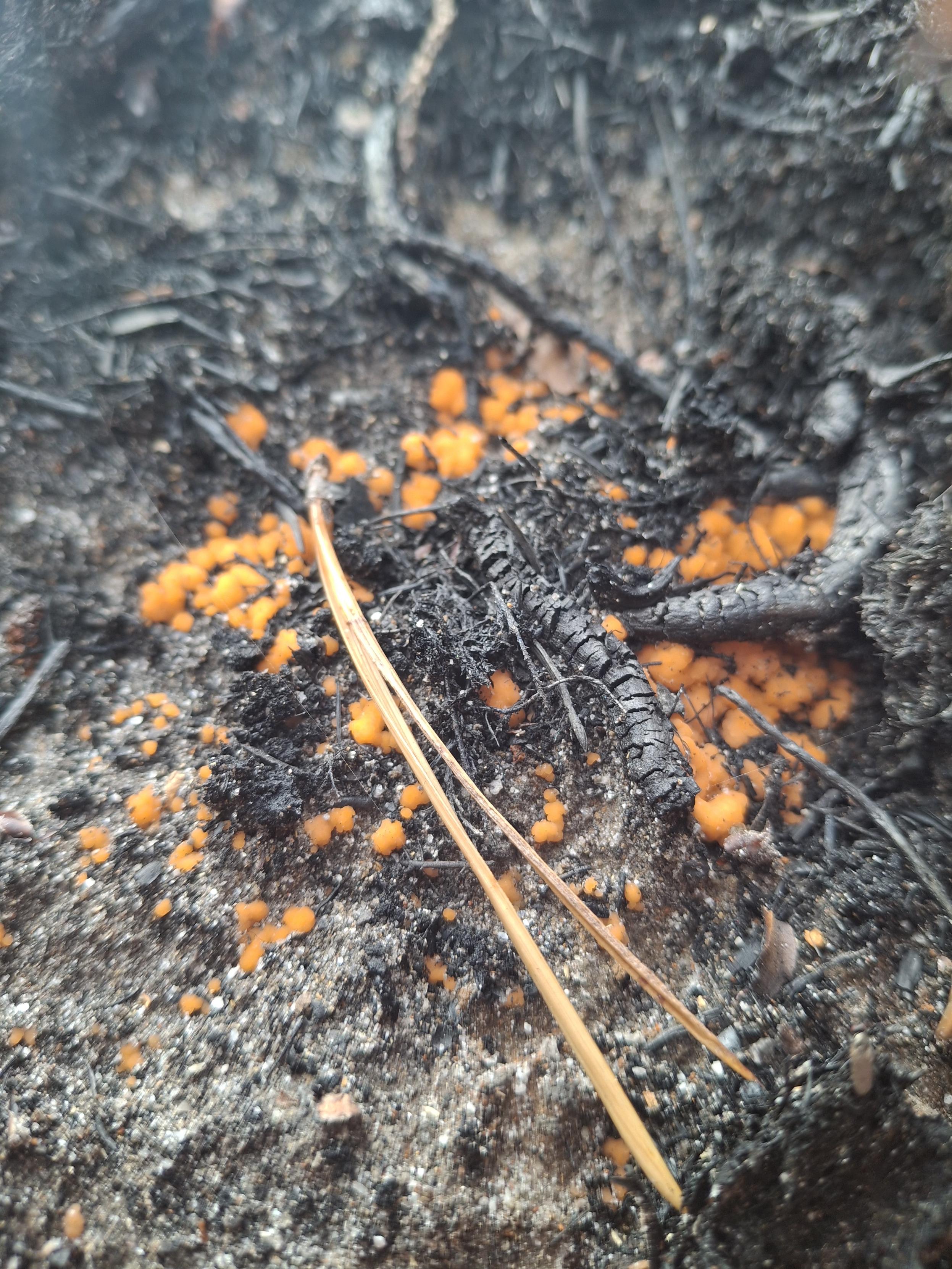 The bright orange colour stands out against the blackened earth.