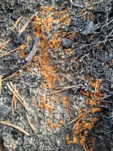 Bright orange fungus appears in wake of Cairngorms wildfire