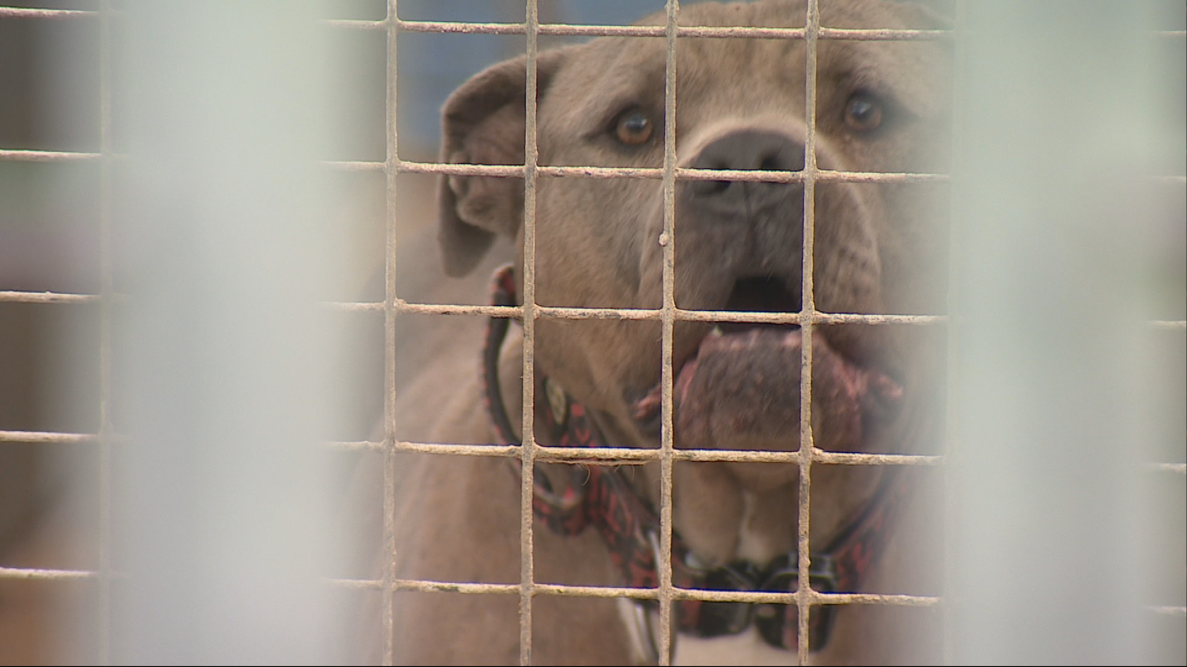 There are 27 dogs at the Forfar sanctuary
