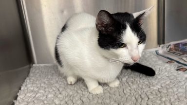 Renfrewshire man left cat in ‘severe’ pain after failing to get treatment for broken leg