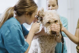 Veterinary reforms: What is changing for pet owners and will you save money?