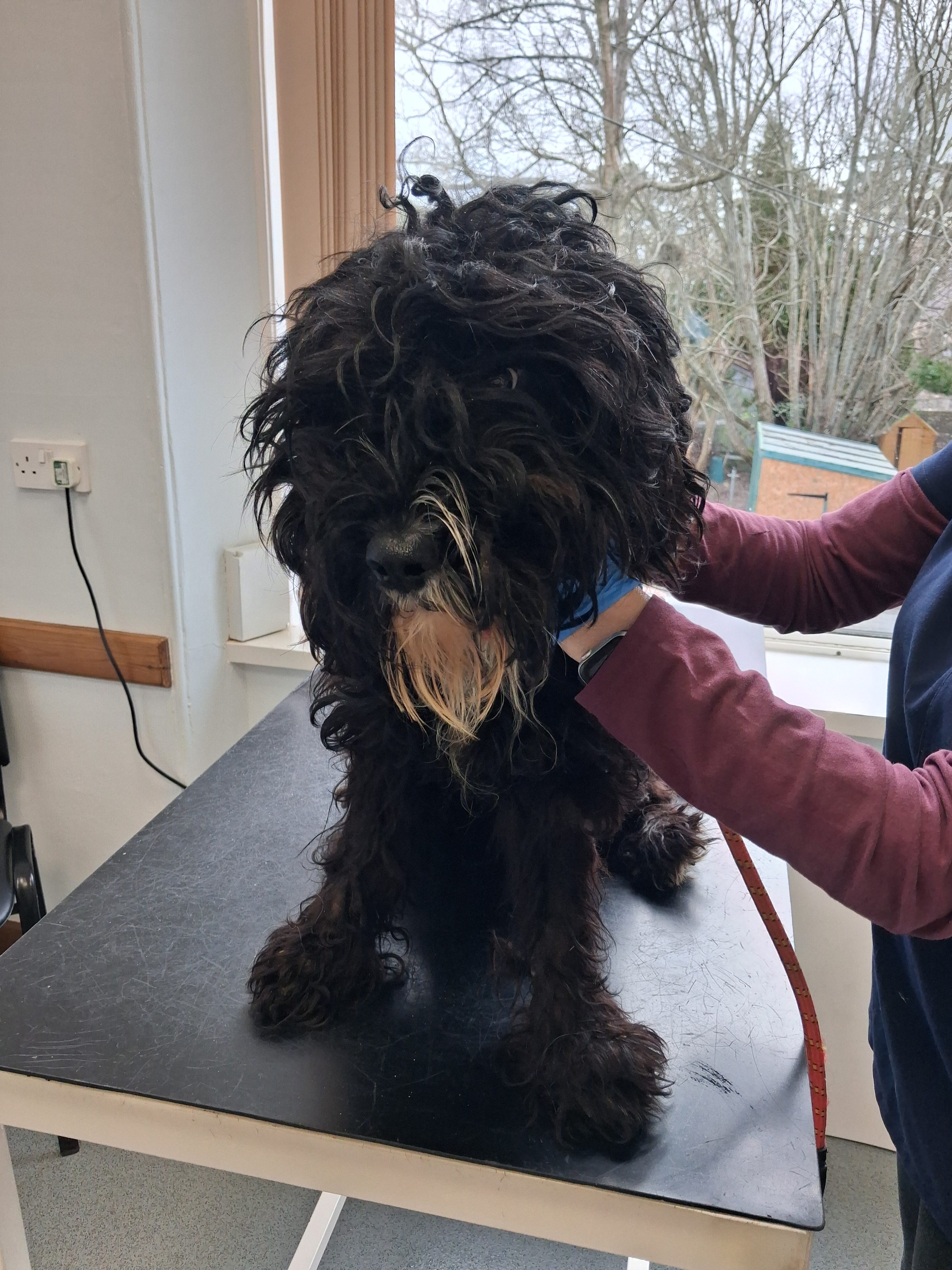 Nancy was found to be extremely matted and severely underweight.