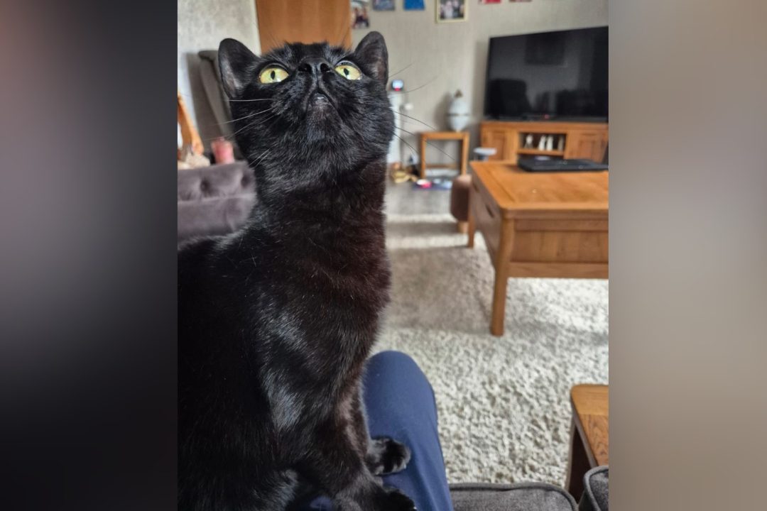 Cat reunited with owners six years after going missing in car crash