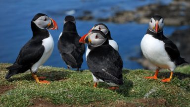 Lunga: Conservationists fighting to reverse Scotland’s seabird decline on remote island