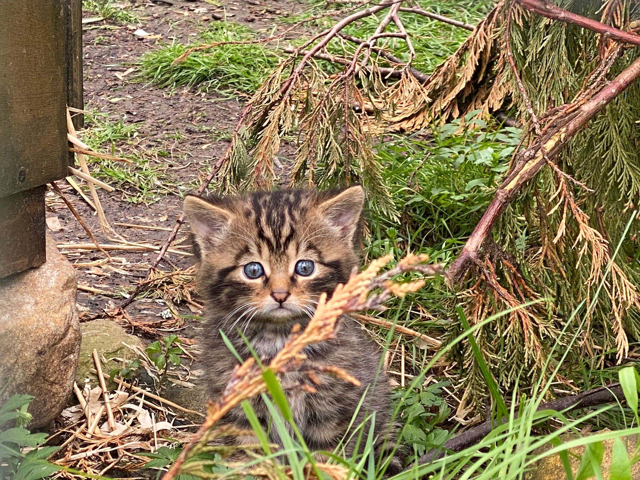 Conservationists say 44 kittens have been born since programme launched