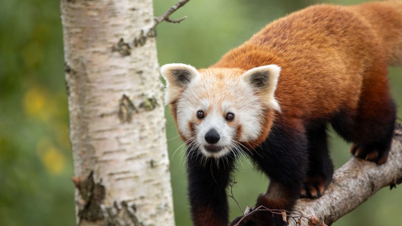 Highland Wildlife Park welcomes second red panda to new habitat