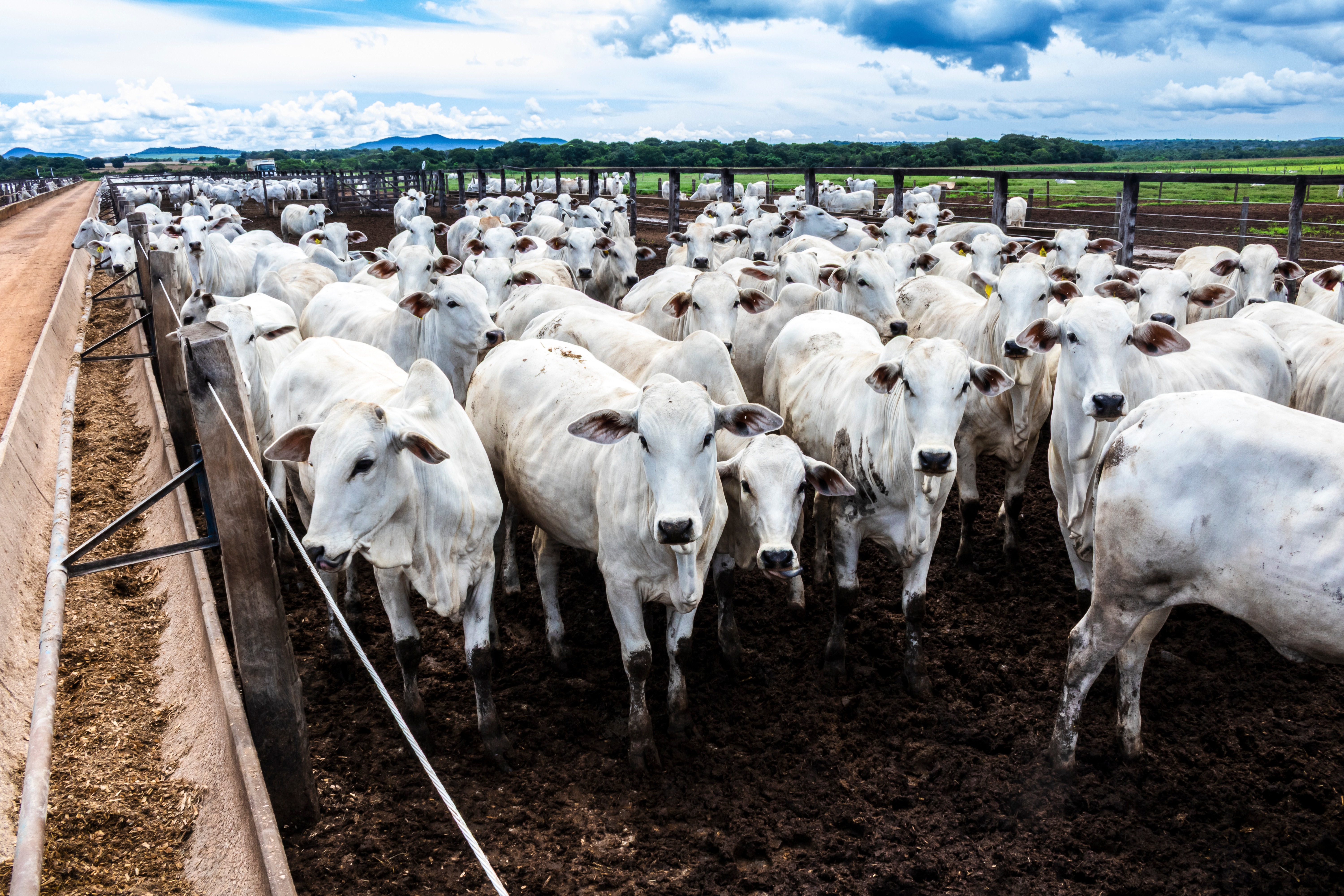There are more cows in Brazil than people, totalling more than 200 million