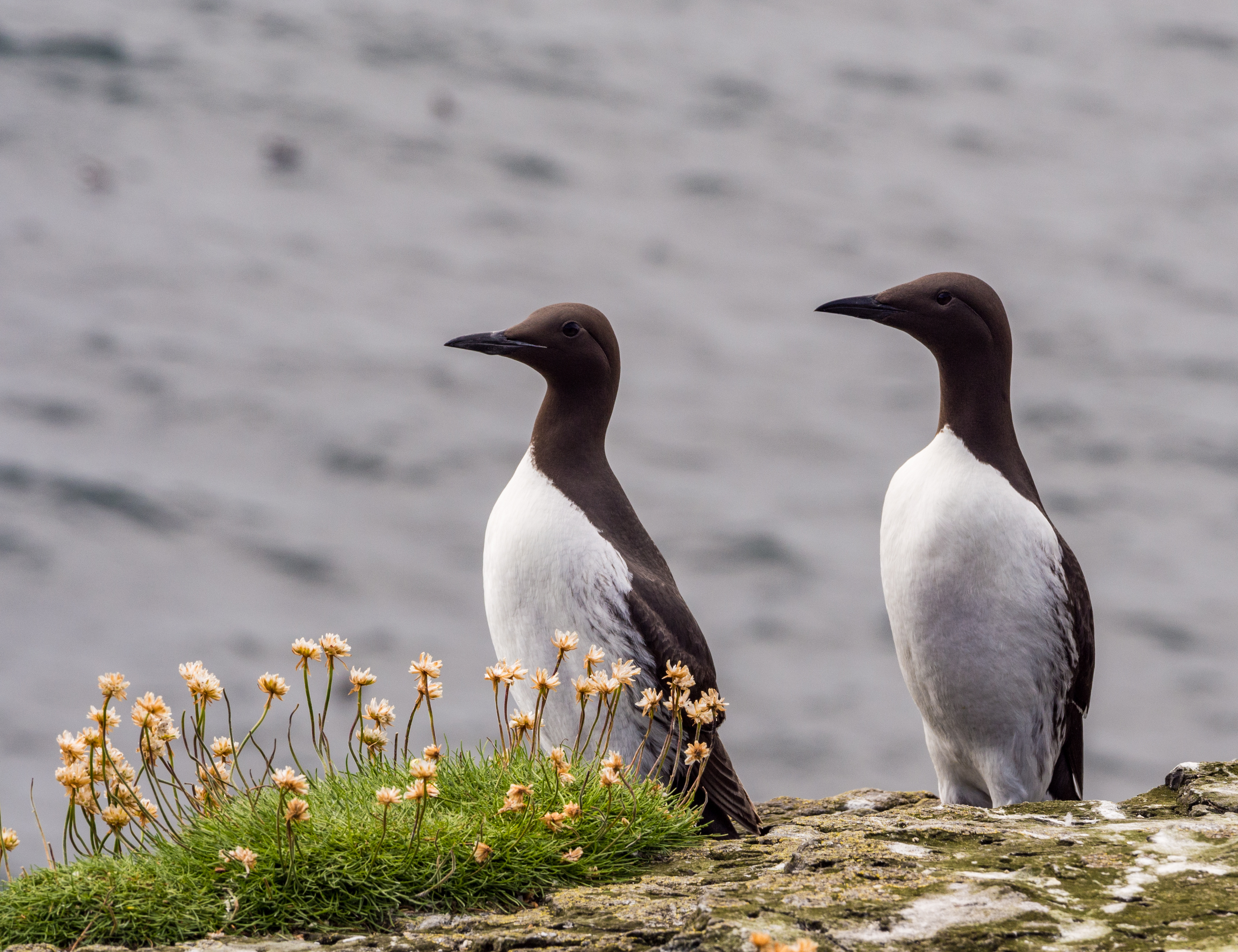 Guillimots on the isle of Lunga, Inner Hebrides