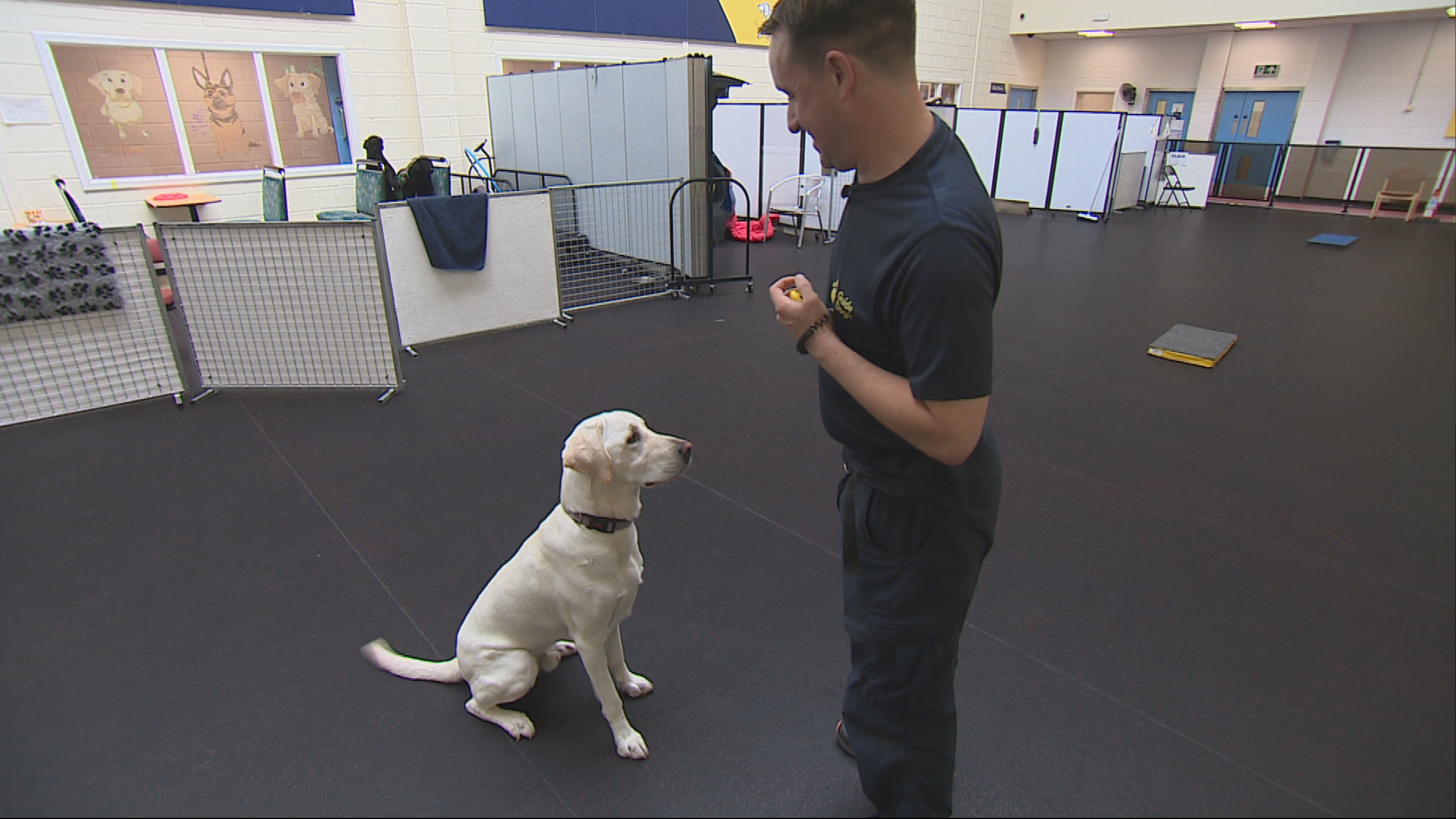Guide dog Oake at the training centre in Forfar