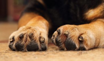 Woman who starved dog to death and neglected other pet handed five year animal ban