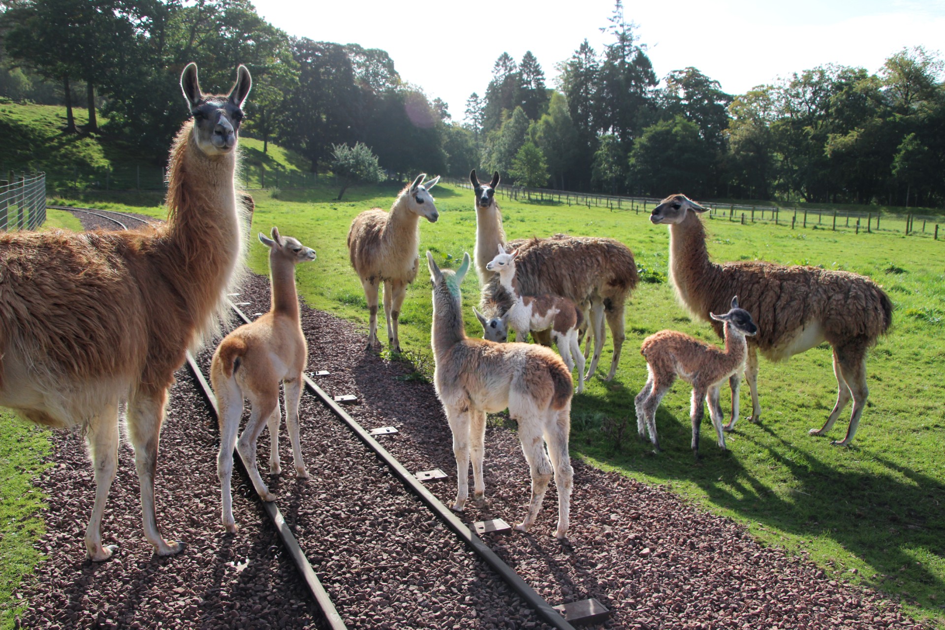 The pack of llamas at Clyde Valley Family Park.