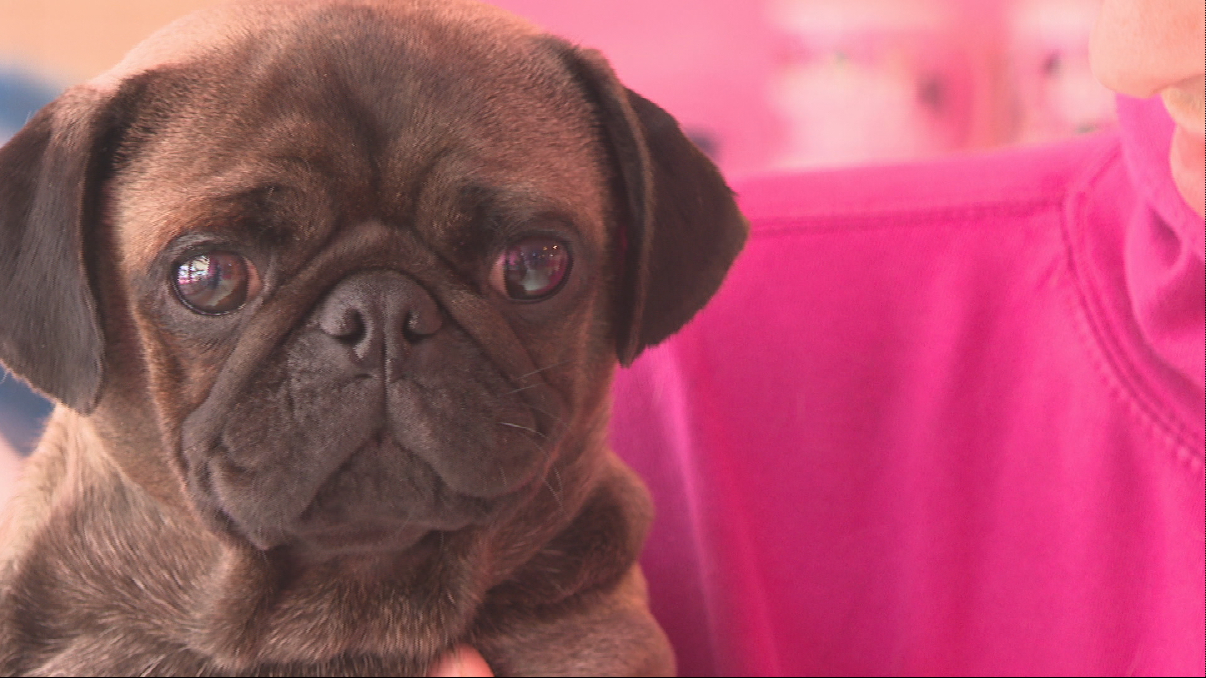 Wilf the pug