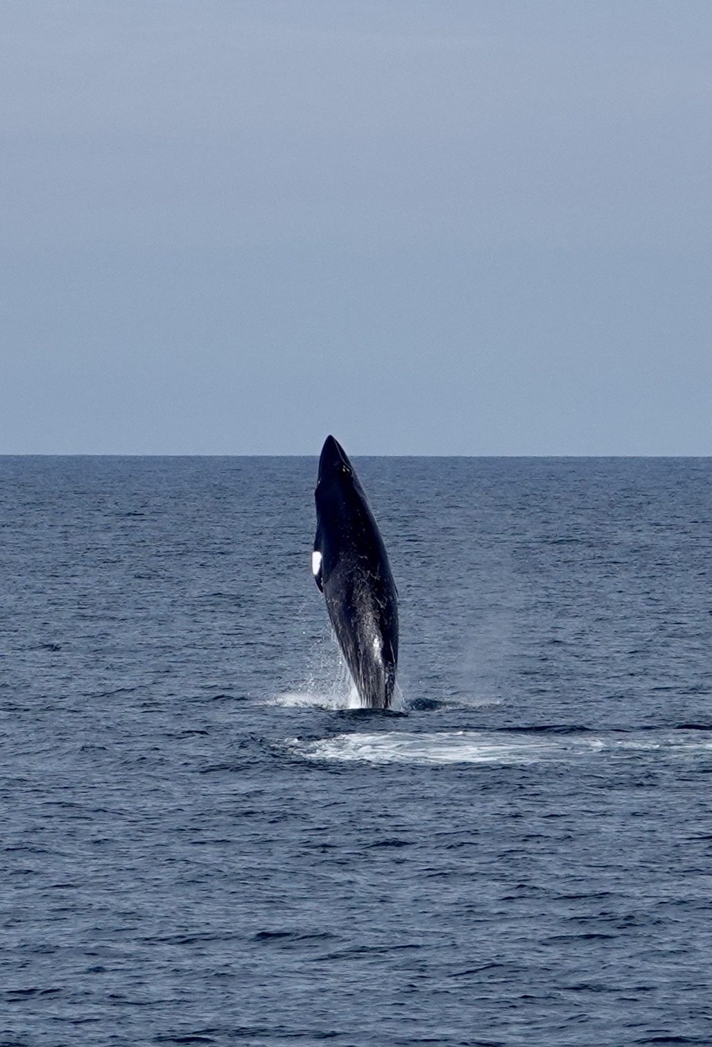 A Minke whale out of the water.