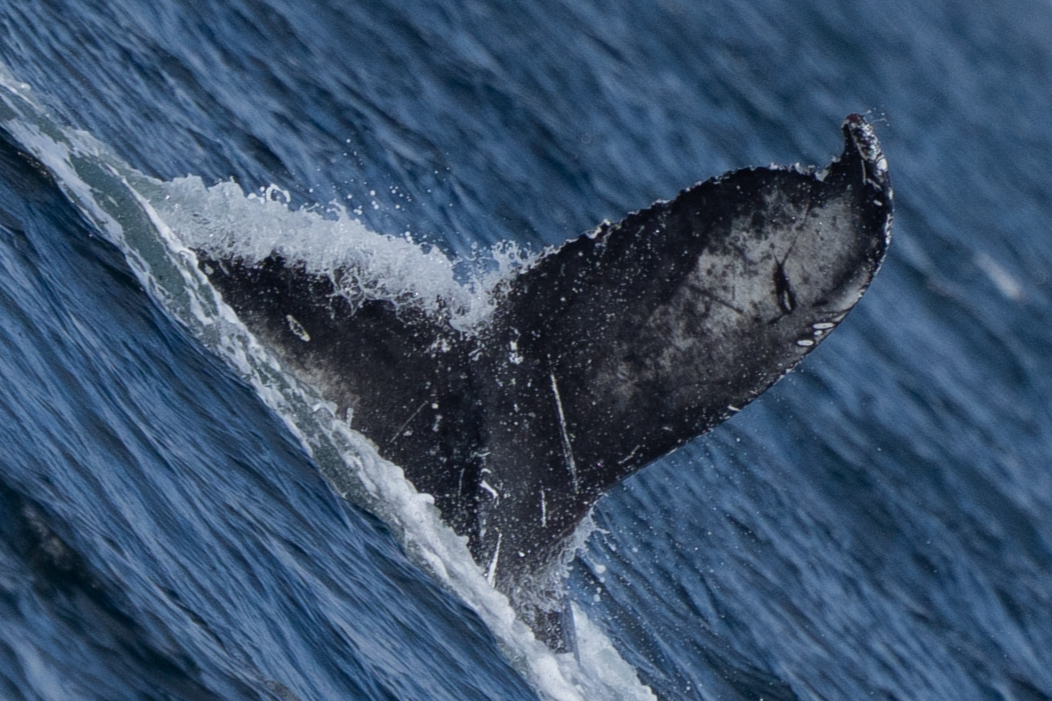 A humpback whale was spotted on the ten-day expedition.