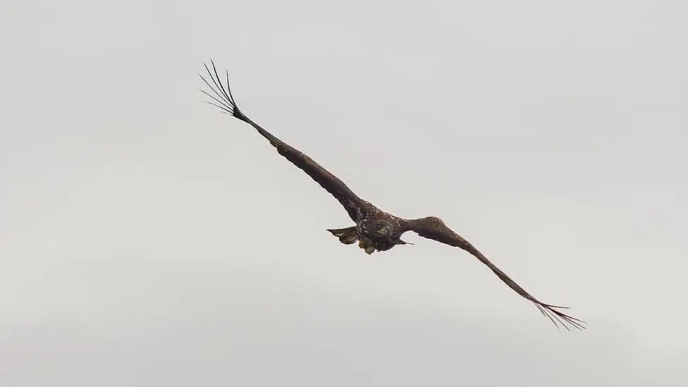 ‘Miracle’ eagle spotted on  island three years on from breaking wing in near-fatal fall  