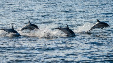 Man charged over disturbing pod of dolphins off the coast of Moray