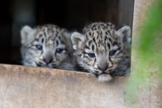 Snow leopard cub put to sleep after being diagnosed with incurable bone condition