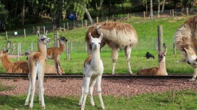 Scottish animal park welcomes four baby llamas in one week
