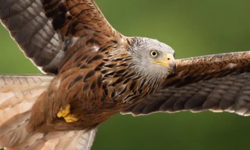 Police appeal for information after red kite caught in illegal trap