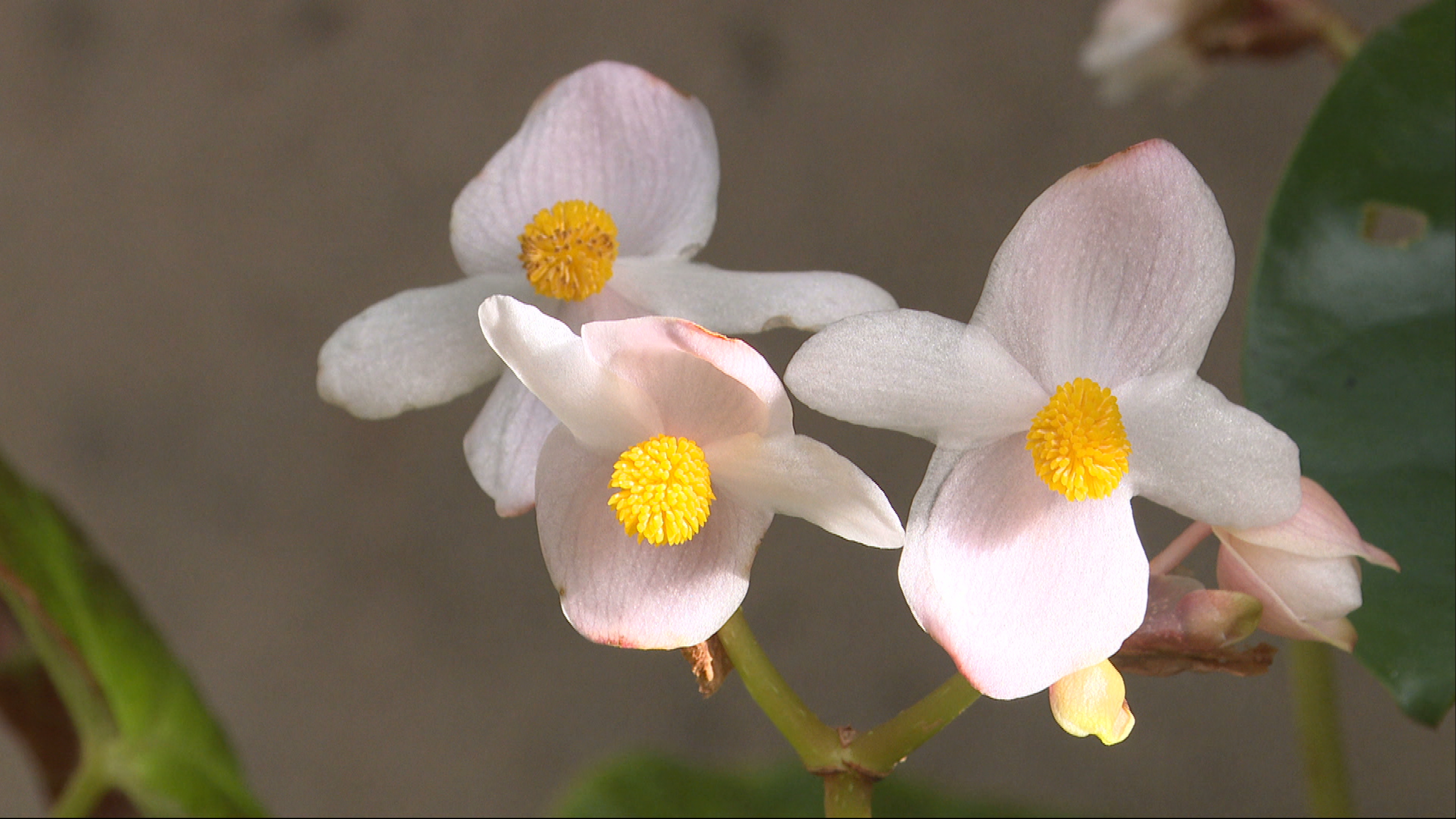 The palm houses are home to hundreds of scientifically important plants
