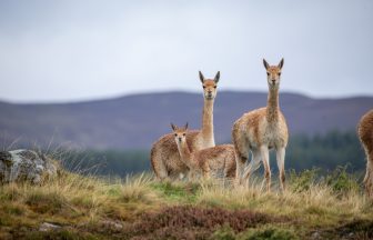 Second baby vicuna born at Highland Wildlife Park this year