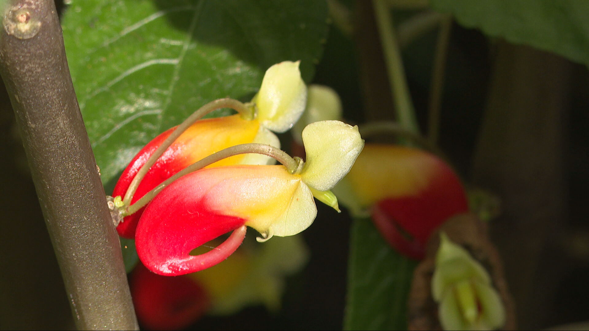 More than 600 scientifically important plants can be found in the palm houses