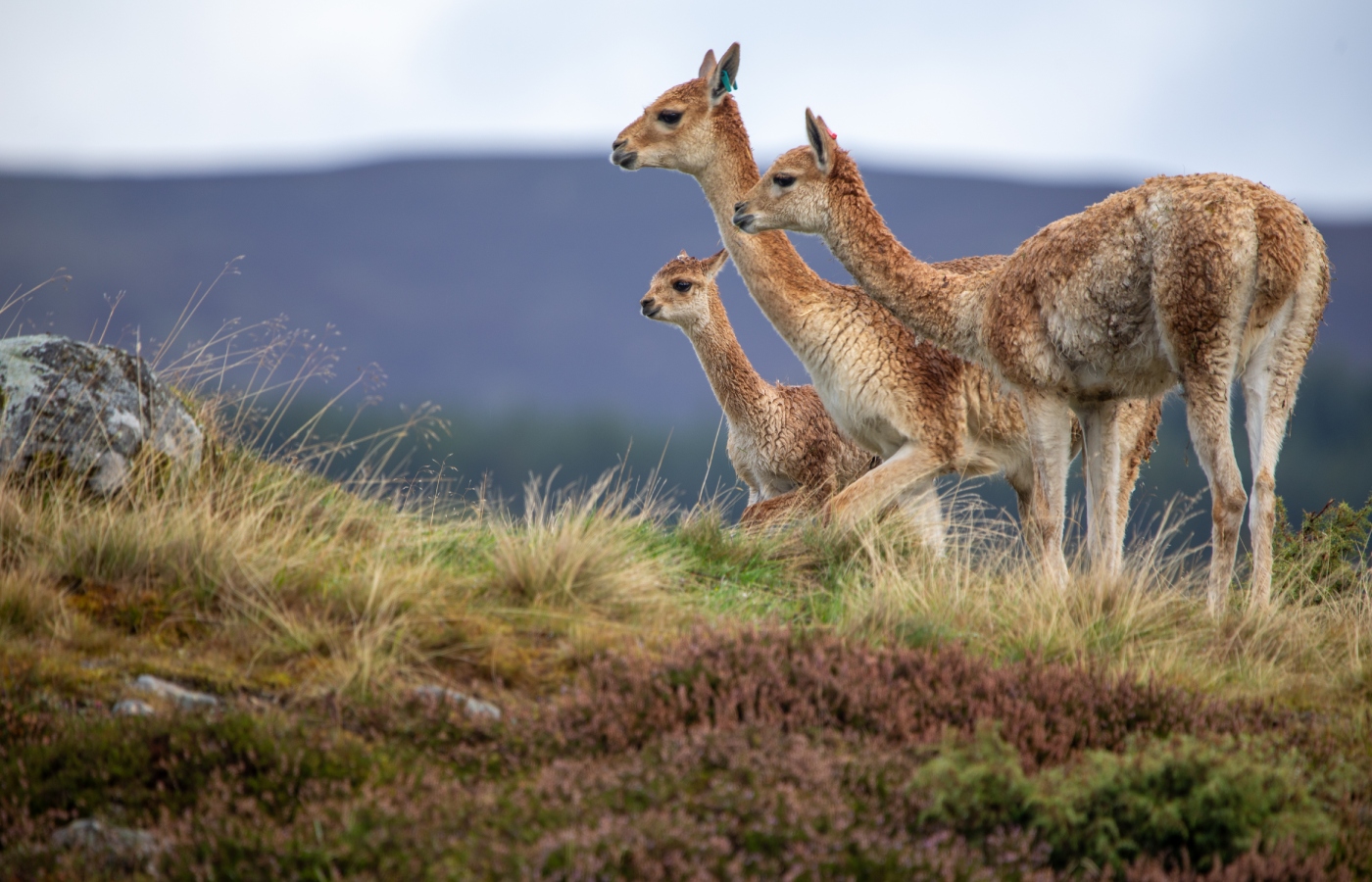 Baby vicuna Apu born at Highland Wildlife Park