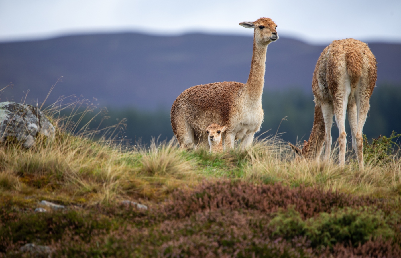 Baby vicuna Apu was born at Highland Wildlife Park